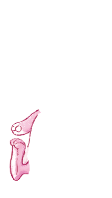 Rectangle